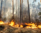 California wild fires