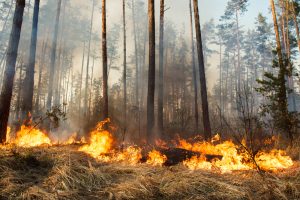 California wild fires