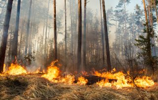 California wild fires
